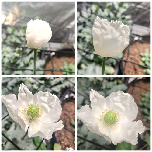500 peshawar white - white, poppy